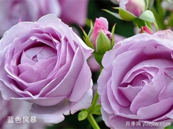 藍色風(fēng)暴月季養(yǎng)護辦法，花開后很迷人
