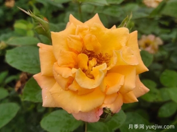 優(yōu)選6款品種適合庭院養(yǎng)，花大色艷濃香無比