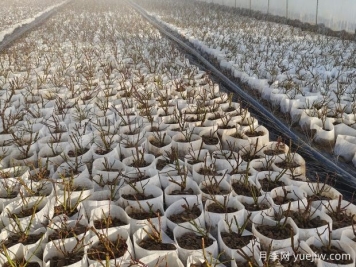月季花繁殖方法：播種、嫁接與分株的優(yōu)缺點是什么？