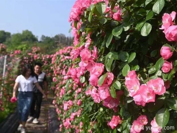 6萬株月季燦爛綻放，月季花舞內(nèi)江資中