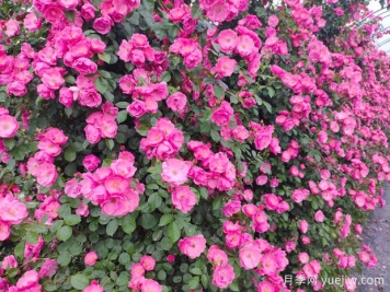 打造月季花墻就用這15種藤本月季，花開成風(fēng)景線