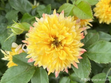 花友養(yǎng)的煙花波浪月季優(yōu)缺點