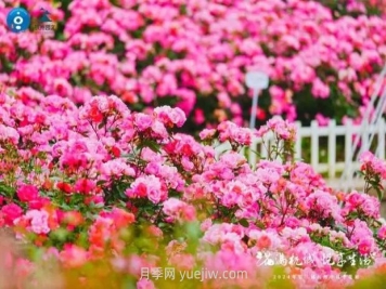 杭州滿城繁花，500萬株月季競相綻放的極致浪漫