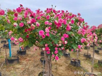 四季開花的胭脂扣月季，這些優(yōu)點非常出色