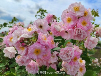 薔薇想要開出上千朵花，需要做好這4點