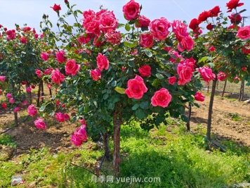 有院子的花友要養(yǎng)幾棵樹狀月季，花開艷麗讓人羨慕