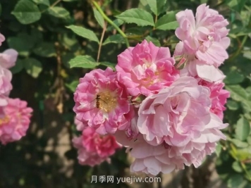 通俗版：薔薇、月季、玫瑰分辨指南