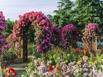 月季天花板，上海濱江森林公園浪漫的月季花墻盛開