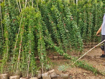 薔薇花怎樣種植？