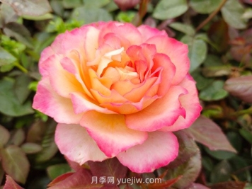 月季花的花語和寓意是什么？