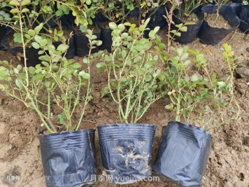 品種月季價(jià)格哪里便宜，多少錢(qián)？