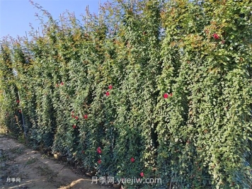 薔薇和藤本月季哪個比較好養(yǎng)？