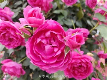 月季幾月份開花？