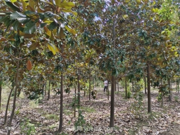 廣玉蘭樹(shù)苗種植方法，怎么澆水和養(yǎng)護(hù)技巧