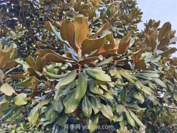 廣玉蘭是常綠樹(shù)還是落葉樹(shù)？