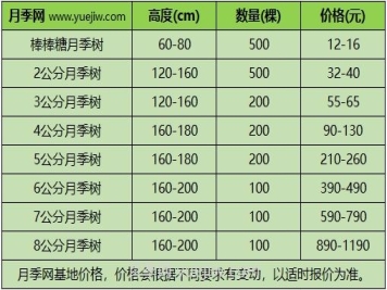 3公分月季樹(shù)多少錢？2024年樹(shù)狀月季新價(jià)格