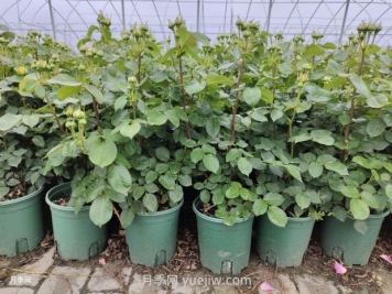 月季花的開(kāi)花與施肥關(guān)系密切：技巧大揭秘