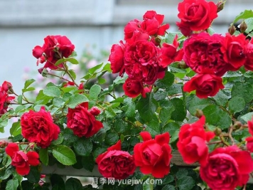 月季花的水肥管理要注意什么？