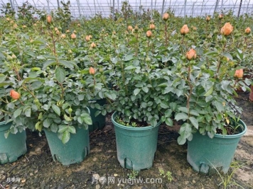 夏季月季管理做好這5點(diǎn)，長(zhǎng)勢(shì)旺盛，秋花更美