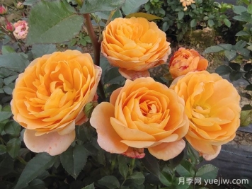 果汁陽臺月季的優(yōu)缺點(diǎn)是什么？