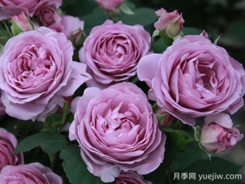 藍色風(fēng)暴月季的優(yōu)缺點是什么？