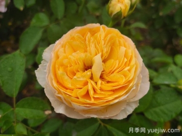朱麗葉月季值不值得種，有啥優(yōu)缺點(diǎn)
