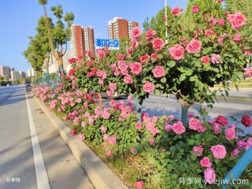 園林和林業(yè)如何界定？