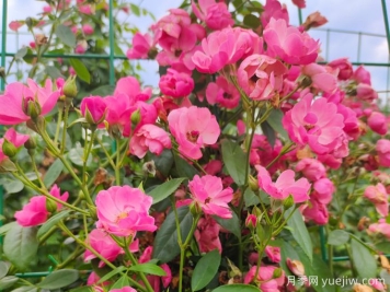 基地安吉拉月季網(wǎng)片花墻批發(fā)供應