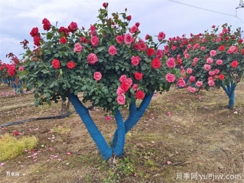 移栽大樹時(shí)透氣管的類型和作用有哪些？