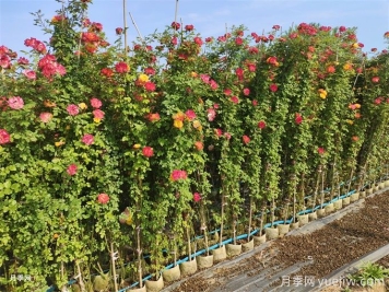 月季苗在夏季要不要施肥？