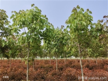 為什么樹木移植時(shí)都把向陽(yáng)的枝給砍了？