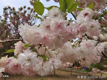 櫻花根瘤病怎么治療？