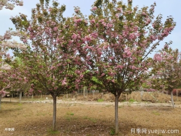 如何防治櫻花枝干流膠？