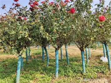 十堰7萬余株月季控花期綻放，迎世界武當(dāng)太極大會