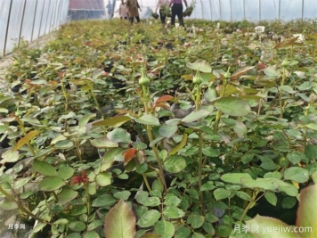 山刺玫的種植方法，其有哪些價(jià)值