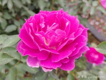 蝴蝶蘭和月季花有什么不同處？蝴蝶蘭和月季花哪個(gè)好養(yǎng)？