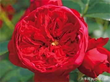 世界上最浪漫的10種花，月季花排首位