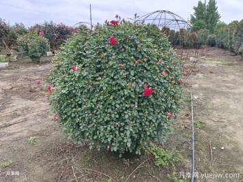 冬季修剪造型樹(shù)，你絕對(duì)想不到的好處！