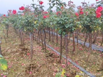 冬季買回的樹狀月季如何儲存？