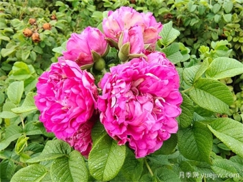 如何快速識別玫瑰、薔薇與月季