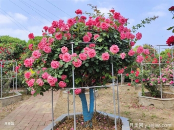 月季界的新寵，樹狀月季養(yǎng)護注意事項