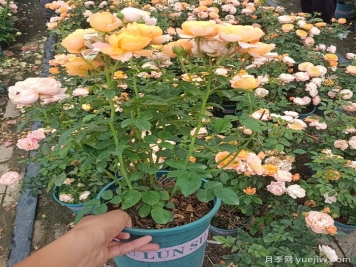 盆栽月季果汁陽臺的修剪和打頂