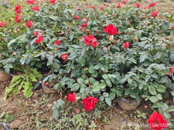 連續(xù)雨天如何給盆栽月季施肥？