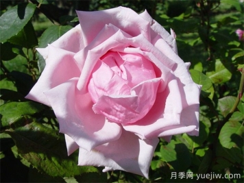 法蘭西月季(France)，世界第一個雜交茶香現(xiàn)代月季
