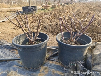 月季花冬季施肥和修剪可以同時(shí)進(jìn)行嗎？