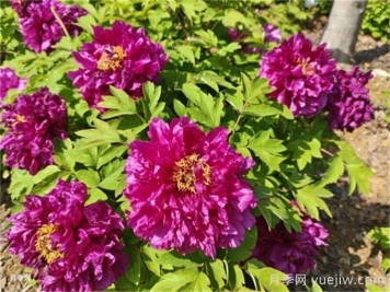 哪些因素會影響牡丹的開花時(shí)間？