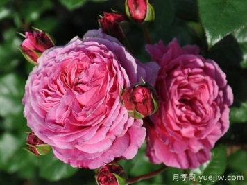 日本河本純子培育有哪些月季品種？