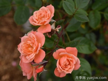 美好的一天月季/露臺皇后