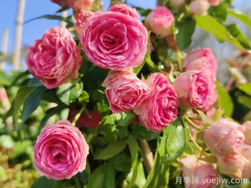 花友決定淘汰4個(gè)月季品種，養(yǎng)花路上你放棄什么？