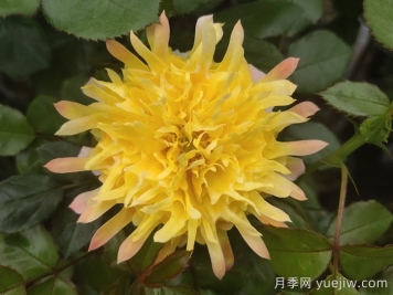 煙花波浪月季/煙花褶邊